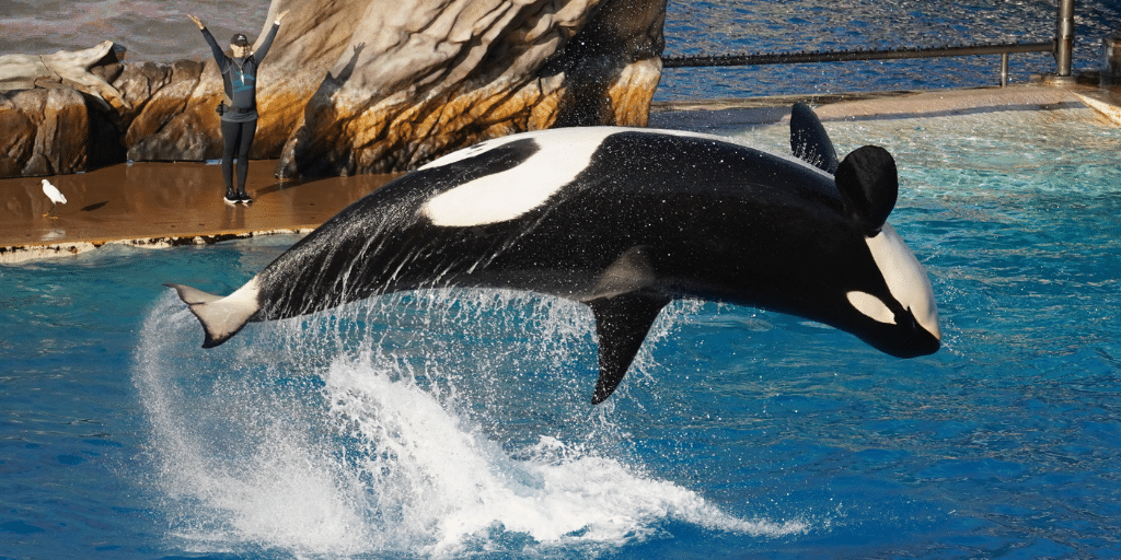photo of killer whale jumping in water at seaworld showing what is san diego known for