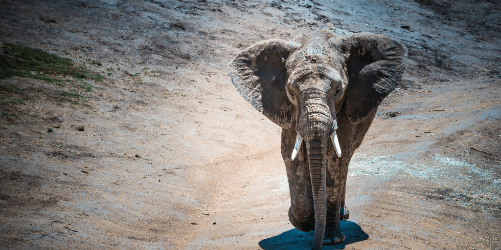 photo of elephant in the san diego zoo showing what is san diego known for