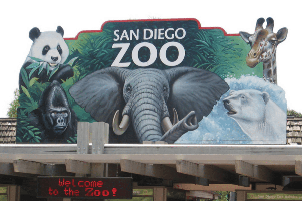 photo of san diego zoo showing things to do in san diego for couples